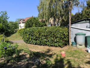 Photo de galerie - Taille en forme de boule pour garde du volume du jardin 
Taille léger pour garde le feuillage pour cette saison 