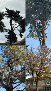 Photo de galerie - élagage toute hauteur 