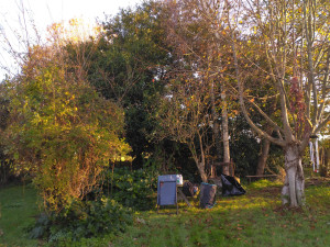 Photo de galerie - Elagage et coupe d'arbres