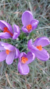 Photo de galerie - Paysagiste - Aménagement du jardin