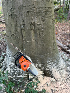 Photo de galerie - Abbatage