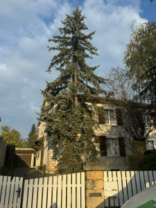 Photo de galerie - Elagage et coupe d'arbres