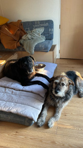 Photo de galerie - Garde chien