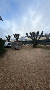 Photo de galerie - Taille de haies et d'arbustes