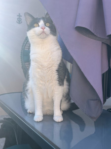 Photo de galerie - Garde chat
