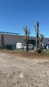 Photo de galerie - Elagage et coupe d'arbres