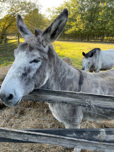 Photo de galerie - Garde âne chevaux 