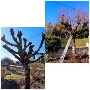 Photo de galerie - Elagage et coupe d'arbres