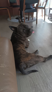 Photo de galerie - Mon chien adoré depuis 9ans