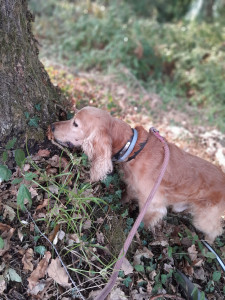 Photo de galerie - Garde chien