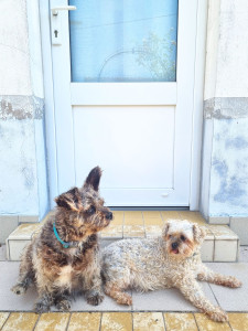 Photo de galerie - Garde de Chipie et Douchka pour une petite semaine. ♡