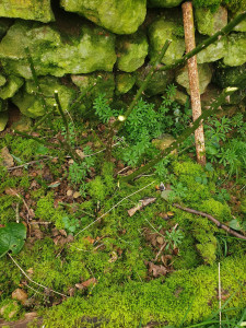 Photo de galerie - Taille de rosiers 