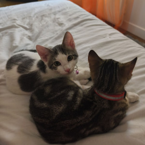 Photo de galerie - Luna et Cookie 