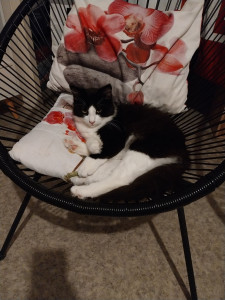 Photo de galerie - Voici un petit chat que j'ai gardé pendant 3 mois 