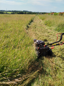 Photo de galerie - Débroussaillage herbe haute
