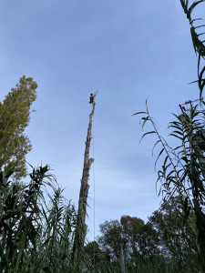 Photo de galerie - Démontage d'un peuplier 