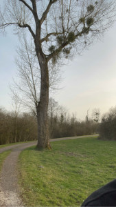 Photo de galerie - Entretien espaces verts 