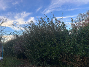 Photo de galerie - Taille de haies et d'arbustes