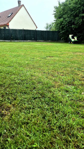 Photo de galerie - Tonte de pelouse - Débroussaillage