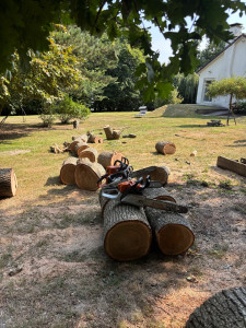 Photo de galerie - Tronçonnage d’un arbre
