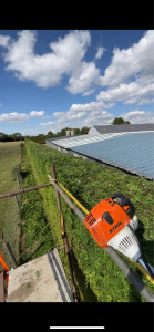 Photo de galerie - Taille haie de thuya