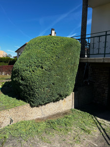 Photo de galerie - Taille de haies et d'arbustes