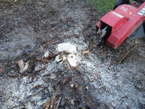 Photo de galerie - Rognage de souches jusqu'à 40cm 