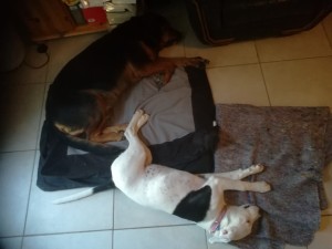 Photo de galerie - En pleine sieste avec un copain