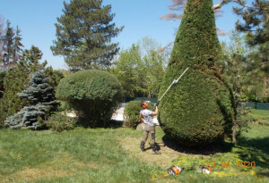 Photo de galerie - Taille de haie et d’arbustes