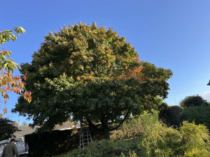 Photo de galerie - Elagage et coupe d'arbres