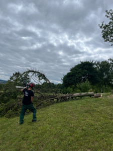 Photo de galerie - Abattage d’un sapin 