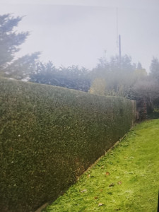 Photo de galerie - Taille de haies que j'ai réalisé 
