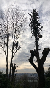 Photo de galerie - Elagage et coupe d'arbres