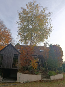 Photo de galerie - Elagage et coupe d'arbres