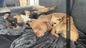 Photo de galerie - Possibilité de garder vos animaux a vos besoins déjà 4 chiens a notre actifs?