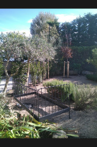 Photo de galerie - Après: irrigation réparée, un chêne rouge planté au fond, plantation de lauriers sauce, déplacement d'un romarin, nivellement et géotextile sous les graviers