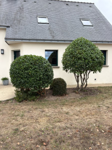 Photo de galerie - Taille d’arbuste en boule et un en dôme 