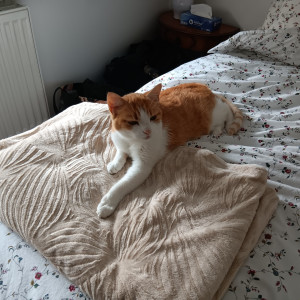 Photo de galerie - Lili pdt ma mission Nomador du 8 au 13 aout 2025 ici sur son doudou sur le lit de sa propriétaire