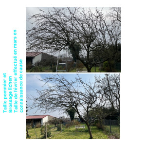 Photo de galerie - Elagage et coupe d'arbres