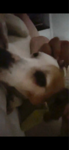 Photo de galerie - Picolo