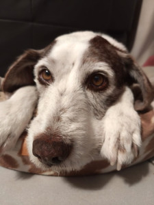 Photo de galerie - Mon chien Rox