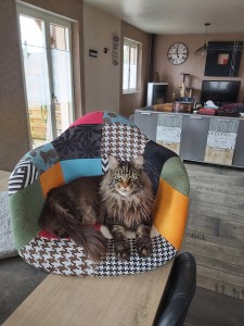 Photo de galerie - Mon Pitchoune, très sympa avec les chats et les chiens et tous les animaux 