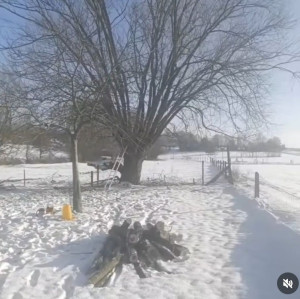 Photo de galerie - Elagage et coupe d'arbres