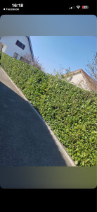 Photo de galerie - Taille de haies 