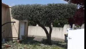 Photo de galerie - Elagage et coupe d'arbres