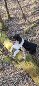 Photo de galerie - Balade en forêt avec Tommy, jeune Berger Australien