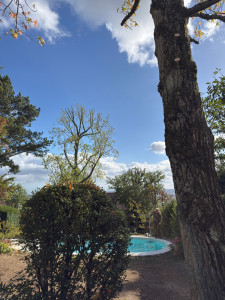 Photo de galerie - Elagage et coupe d'arbres