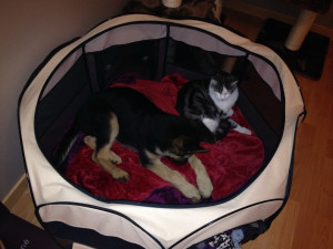 Photo de galerie - Garde animaux