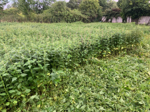 Photo de galerie - Débroussaillage 1000m2 