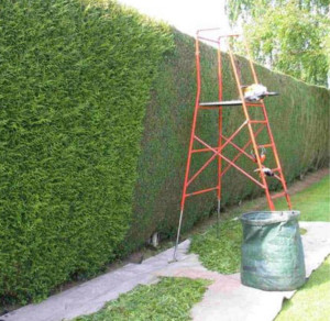 Photo de galerie - Taille de haie avec évacuation